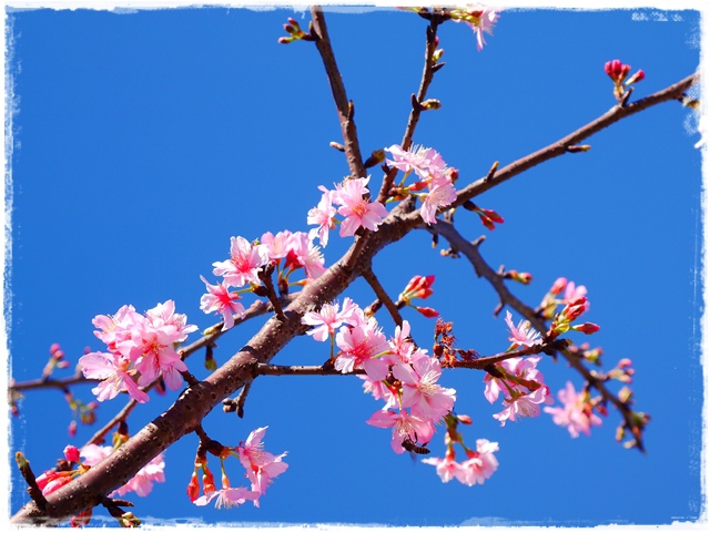 新店陽光運動公園賞河津櫻 新店陽光運動公園賞河津櫻