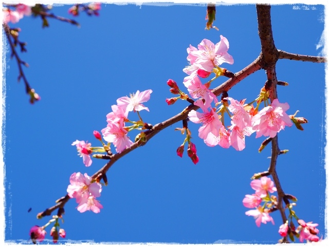 新店陽光運動公園賞河津櫻 新店陽光運動公園賞河津櫻