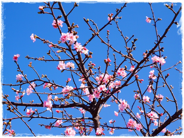 新店陽光運動公園賞河津櫻 新店陽光運動公園賞河津櫻