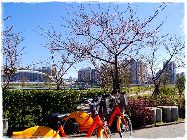 新店陽光運動公園賞河津櫻 新店陽光運動公園賞河津櫻