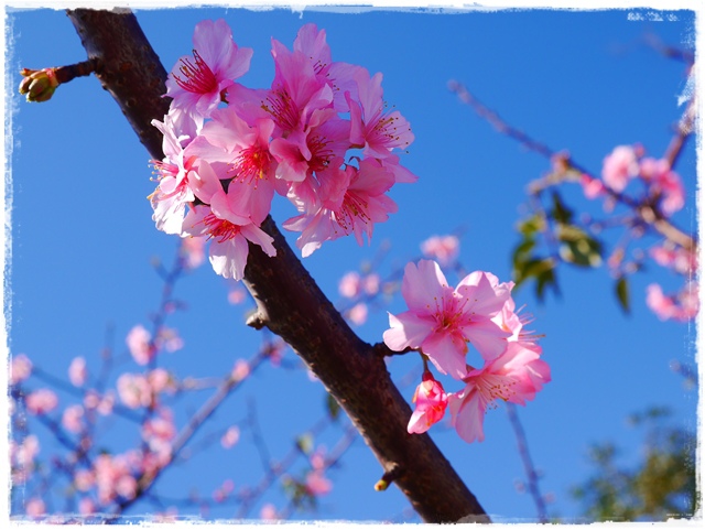 新店陽光運動公園賞河津櫻 新店陽光運動公園賞河津櫻