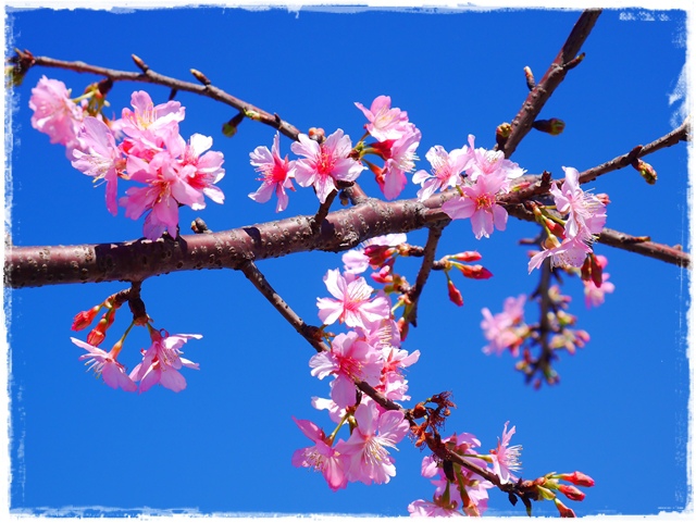 新店陽光運動公園賞河津櫻 新店陽光運動公園賞河津櫻
