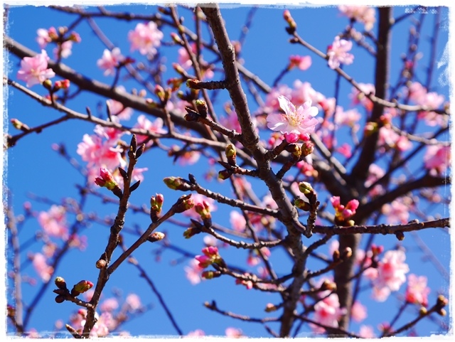 新店陽光運動公園賞河津櫻 新店陽光運動公園賞河津櫻