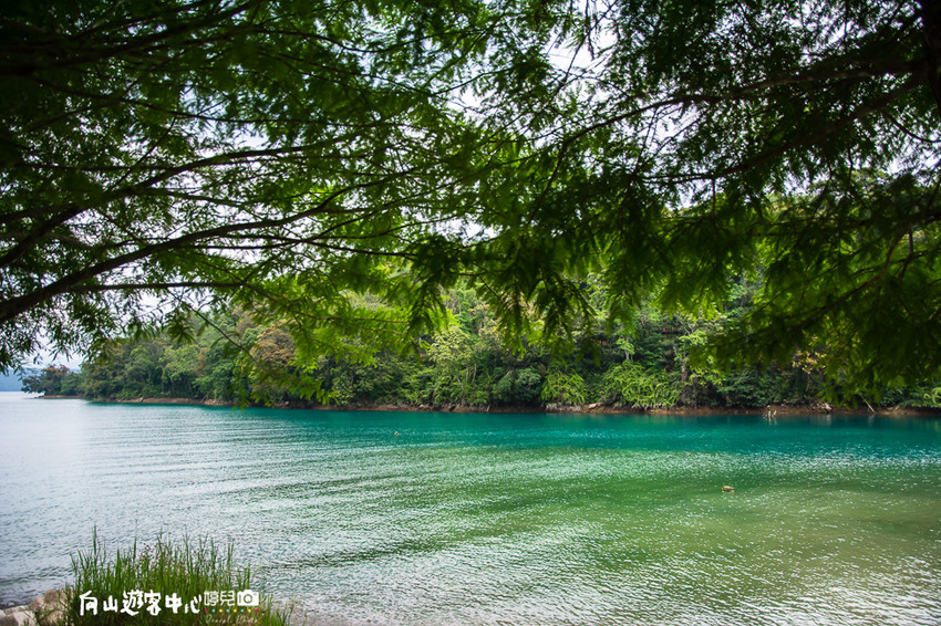 ｜南投景點｜全球十大最美自行車道，向山遊客中心環潭自行車道 - 阿婷的旅行札記。