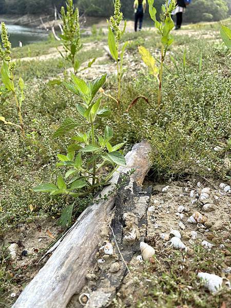 新竹寶山水庫│沙湖壢咖啡館-環湖步道