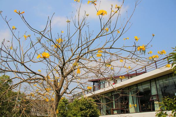 森之王子景觀民宿餐廳：【台中景點】新社森之王子景觀民宿餐廳。免費景點好好拍~有如國外戶外婚禮場景，青青草原及證婚台/景觀餐廳/民宿休息泡湯/戶外婚禮場地租借/多人聚餐會議包場用餐廳/巨型木馬/賞日出日落及夜景