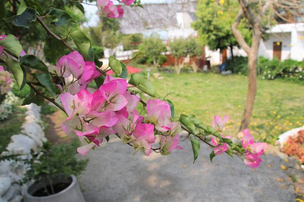 森之王子景觀民宿餐廳：【台中景點】新社森之王子景觀民宿餐廳。免費景點好好拍~有如國外戶外婚禮場景，青青草原及證婚台/景觀餐廳/民宿休息泡湯/戶外婚禮場地租借/多人聚餐會議包場用餐廳/巨型木馬/賞日出日落及夜景