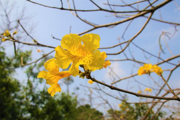 森之王子景觀民宿餐廳：【台中景點】新社森之王子景觀民宿餐廳。免費景點好好拍~有如國外戶外婚禮場景，青青草原及證婚台/景觀餐廳/民宿休息泡湯/戶外婚禮場地租借/多人聚餐會議包場用餐廳/巨型木馬/賞日出日落及夜景