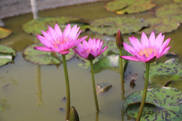 森之王子景觀民宿餐廳：【台中景點】新社森之王子景觀民宿餐廳。免費景點好好拍~有如國外戶外婚禮場景，青青草原及證婚台/景觀餐廳/民宿休息泡湯/戶外婚禮場地租借/多人聚餐會議包場用餐廳/巨型木馬/賞日出日落及夜景