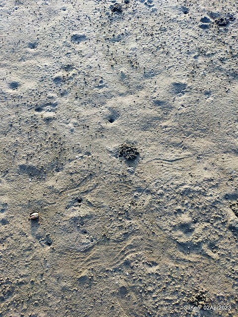 (新竹市香山區旅遊景點)「新竹香山濕地賞蟹步道」 (Siangshan Wetland Scenic Area),Hsinchu city, Apr 2, 2023, SJKen