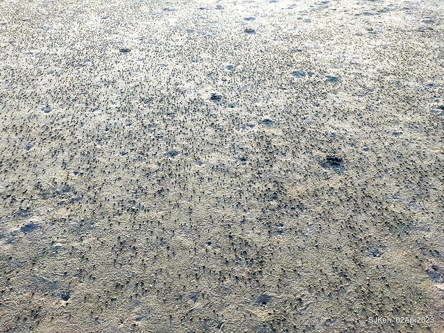 (新竹市香山區旅遊景點)「新竹香山濕地賞蟹步道」 (Siangshan Wetland Scenic Area),Hsinchu city, Apr 2, 2023, SJKen