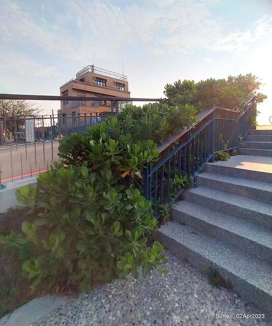 (新竹市香山區旅遊景點)「新竹香山濕地賞蟹步道」 (Siangshan Wetland Scenic Area),Hsinchu city, Apr 2, 2023, SJKen