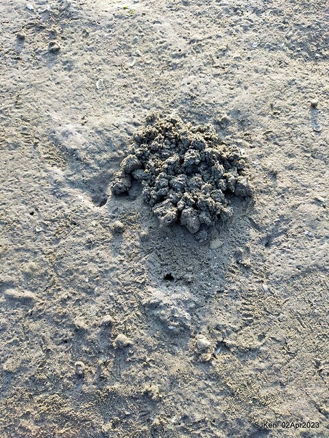 (新竹市香山區旅遊景點)「新竹香山濕地賞蟹步道」 (Siangshan Wetland Scenic Area),Hsinchu city, Apr 2, 2023, SJKen