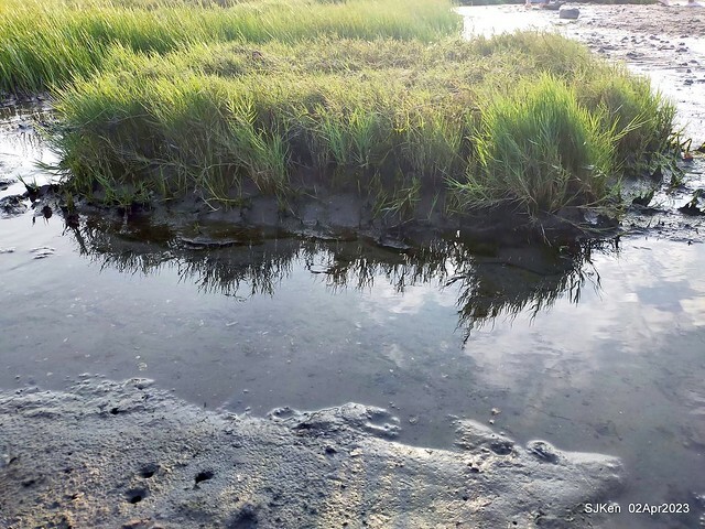 (新竹市香山區旅遊景點)「新竹香山濕地賞蟹步道」 (Siangshan Wetland Scenic Area),Hsinchu city, Apr 2, 2023, SJKen