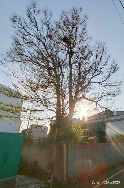 (新竹市香山區旅遊景點)「新竹香山濕地賞蟹步道」 (Siangshan Wetland Scenic Area),Hsinchu city, Apr 2, 2023, SJKen