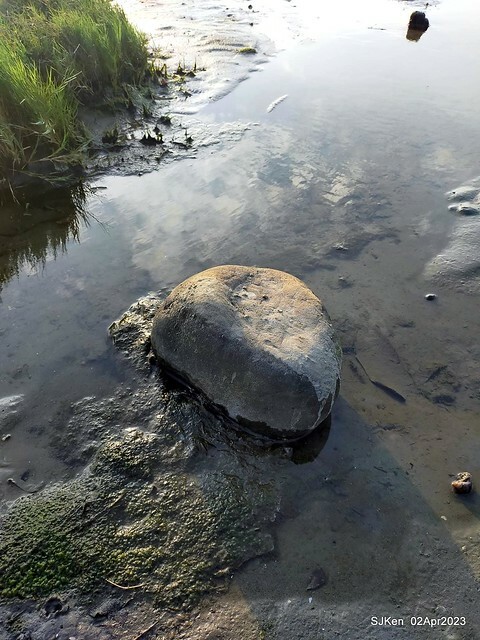 (新竹市香山區旅遊景點)「新竹香山濕地賞蟹步道」 (Siangshan Wetland Scenic Area),Hsinchu city, Apr 2, 2023, SJKen