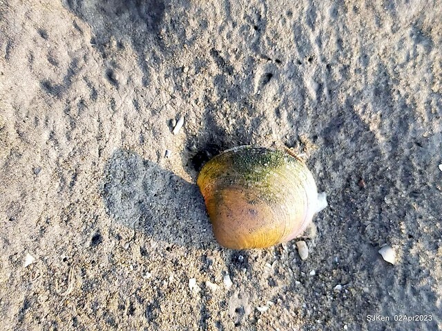 (新竹市香山區旅遊景點)「新竹香山濕地賞蟹步道」 (Siangshan Wetland Scenic Area),Hsinchu city, Apr 2, 2023, SJKen