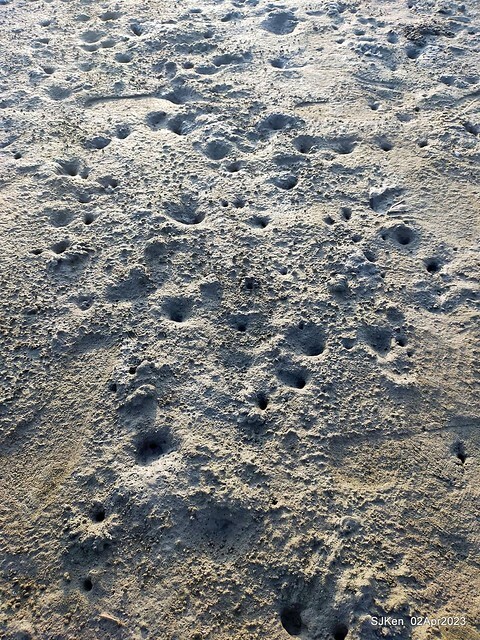 (新竹市香山區旅遊景點)「新竹香山濕地賞蟹步道」 (Siangshan Wetland Scenic Area),Hsinchu city, Apr 2, 2023, SJKen
