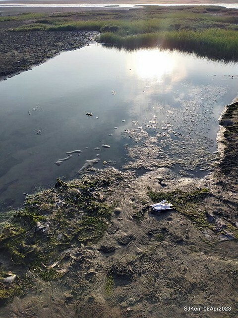 (新竹市香山區旅遊景點)「新竹香山濕地賞蟹步道」 (Siangshan Wetland Scenic Area),Hsinchu city, Apr 2, 2023, SJKen
