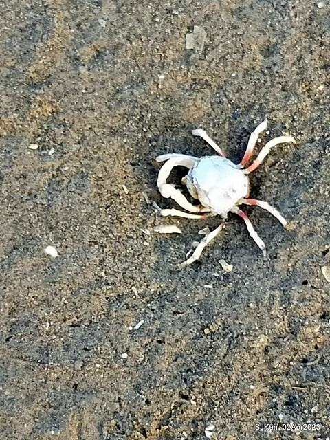 (新竹市香山區旅遊景點)「新竹香山濕地賞蟹步道」 (Siangshan Wetland Scenic Area),Hsinchu city, Apr 2, 2023, SJKen