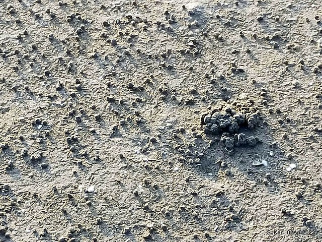 (新竹市香山區旅遊景點)「新竹香山濕地賞蟹步道」 (Siangshan Wetland Scenic Area),Hsinchu city, Apr 2, 2023, SJKen