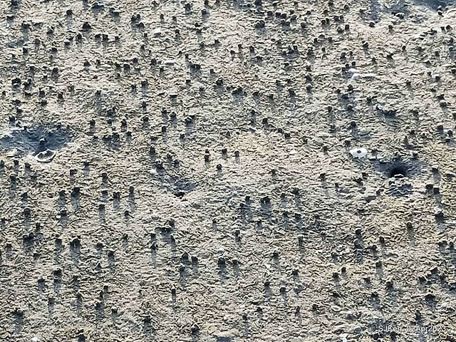 (新竹市香山區旅遊景點)「新竹香山濕地賞蟹步道」 (Siangshan Wetland Scenic Area),Hsinchu city, Apr 2, 2023, SJKen