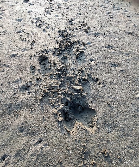 (新竹市香山區旅遊景點)「新竹香山濕地賞蟹步道」 (Siangshan Wetland Scenic Area),Hsinchu city, Apr 2, 2023, SJKen
