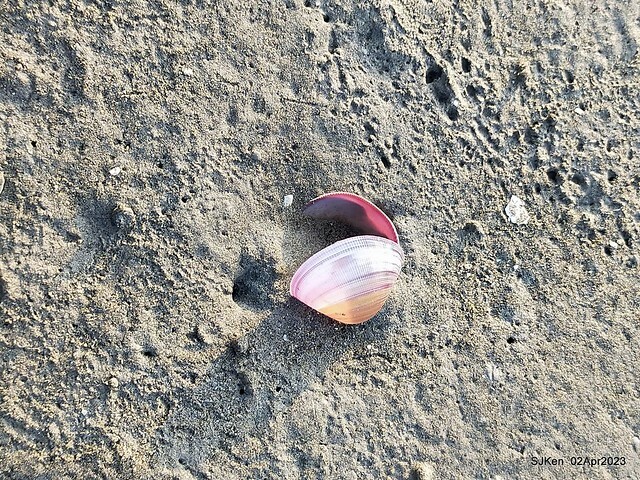 (新竹市香山區旅遊景點)「新竹香山濕地賞蟹步道」 (Siangshan Wetland Scenic Area),Hsinchu city, Apr 2, 2023, SJKen