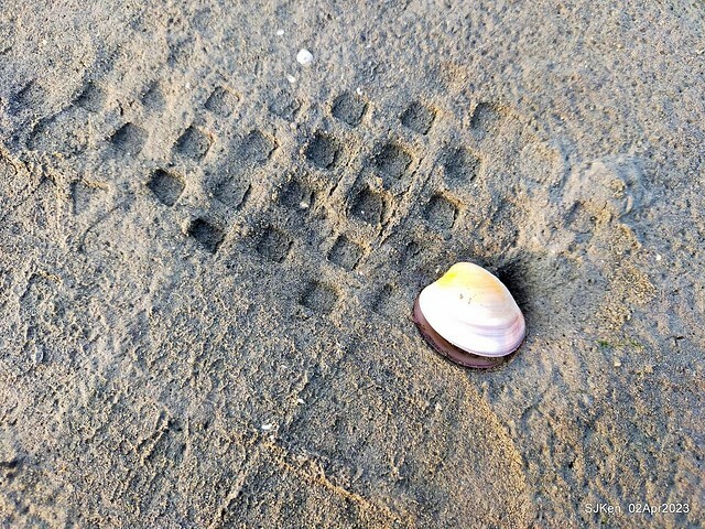 (新竹市香山區旅遊景點)「新竹香山濕地賞蟹步道」 (Siangshan Wetland Scenic Area),Hsinchu city, Apr 2, 2023, SJKen