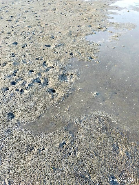 (新竹市香山區旅遊景點)「新竹香山濕地賞蟹步道」 (Siangshan Wetland Scenic Area),Hsinchu city, Apr 2, 2023, SJKen