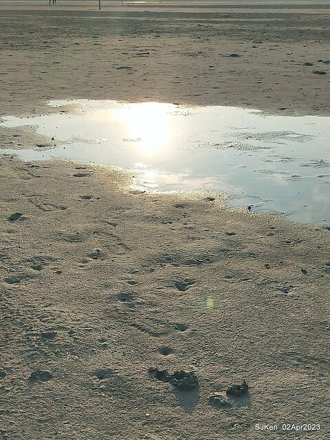 (新竹市香山區旅遊景點)「新竹香山濕地賞蟹步道」 (Siangshan Wetland Scenic Area),Hsinchu city, Apr 2, 2023, SJKen
