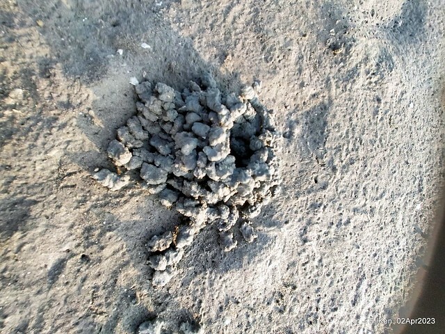 (新竹市香山區旅遊景點)「新竹香山濕地賞蟹步道」 (Siangshan Wetland Scenic Area),Hsinchu city, Apr 2, 2023, SJKen