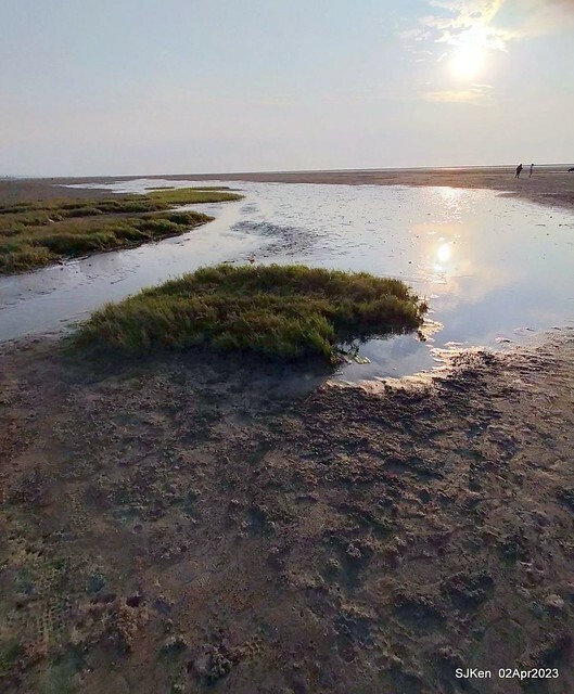 (新竹市香山區旅遊景點)「新竹香山濕地賞蟹步道」 (Siangshan Wetland Scenic Area),Hsinchu city, Apr 2, 2023, SJKen