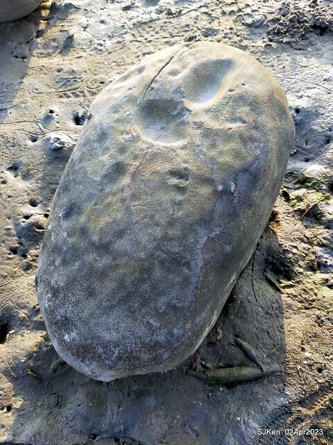 (新竹市香山區旅遊景點)「新竹香山濕地賞蟹步道」 (Siangshan Wetland Scenic Area),Hsinchu city, Apr 2, 2023, SJKen