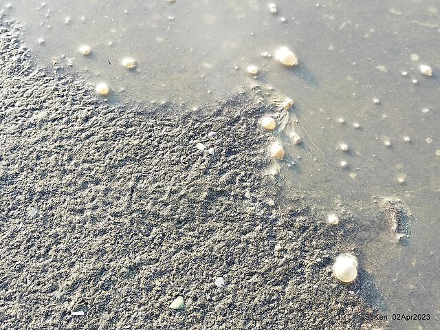 (新竹市香山區旅遊景點)「新竹香山濕地賞蟹步道」 (Siangshan Wetland Scenic Area),Hsinchu city, Apr 2, 2023, SJKen