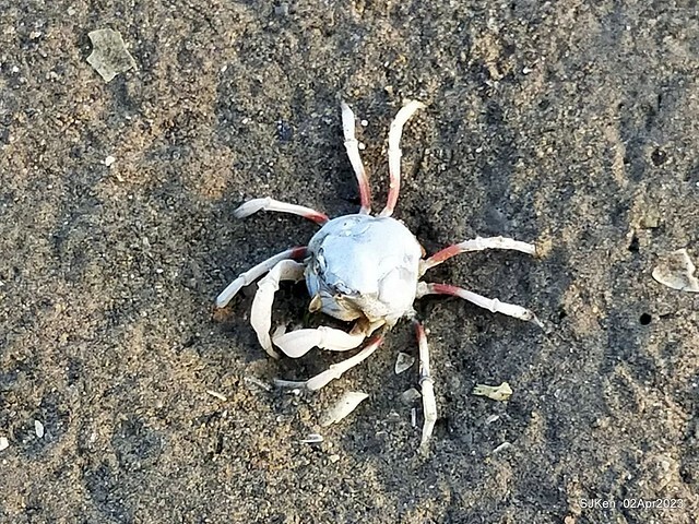 (新竹市香山區旅遊景點)「新竹香山濕地賞蟹步道」 (Siangshan Wetland Scenic Area),Hsinchu city, Apr 2, 2023, SJKen