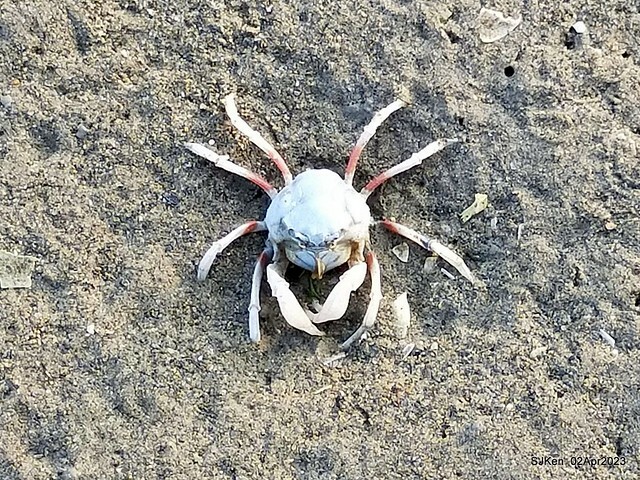 (新竹市香山區旅遊景點)「新竹香山濕地賞蟹步道」 (Siangshan Wetland Scenic Area),Hsinchu city, Apr 2, 2023, SJKen