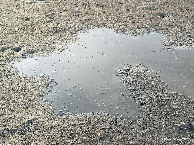 (新竹市香山區旅遊景點)「新竹香山濕地賞蟹步道」 (Siangshan Wetland Scenic Area),Hsinchu city, Apr 2, 2023, SJKen