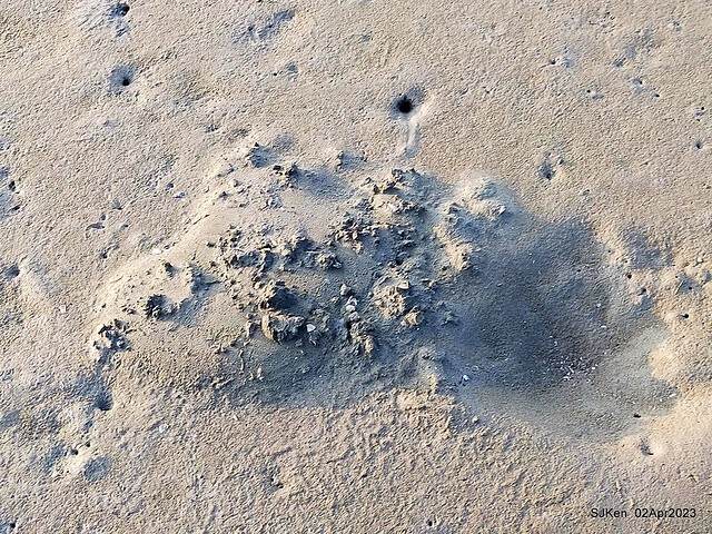 (新竹市香山區旅遊景點)「新竹香山濕地賞蟹步道」 (Siangshan Wetland Scenic Area),Hsinchu city, Apr 2, 2023, SJKen