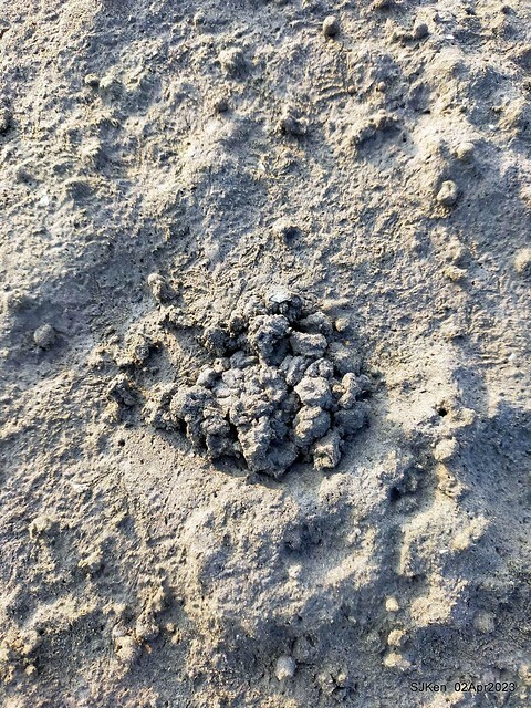 (新竹市香山區旅遊景點)「新竹香山濕地賞蟹步道」 (Siangshan Wetland Scenic Area),Hsinchu city, Apr 2, 2023, SJKen