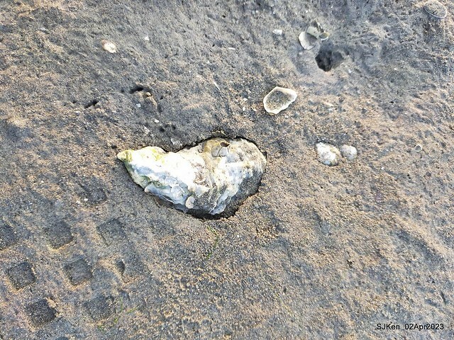 (新竹市香山區旅遊景點)「新竹香山濕地賞蟹步道」 (Siangshan Wetland Scenic Area),Hsinchu city, Apr 2, 2023, SJKen