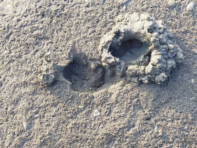 (新竹市香山區旅遊景點)「新竹香山濕地賞蟹步道」 (Siangshan Wetland Scenic Area),Hsinchu city, Apr 2, 2023, SJKen
