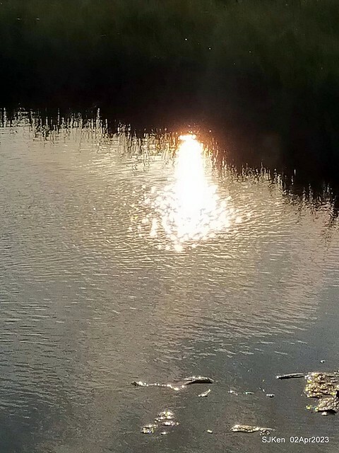 (新竹市香山區旅遊景點)「新竹香山濕地賞蟹步道」 (Siangshan Wetland Scenic Area),Hsinchu city, Apr 2, 2023, SJKen