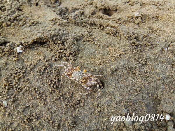 香山濕地 (7).jpg