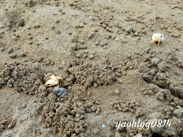 香山濕地 (6).jpg