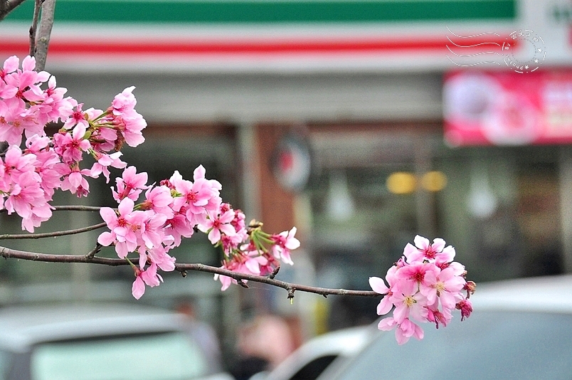花蓮鳳林鎮在地好味道：滿妹豬腳