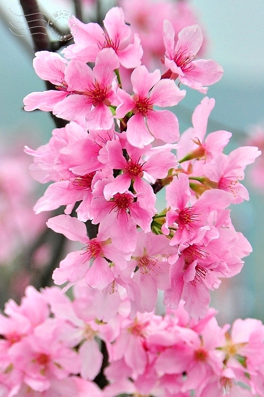 花蓮鳳林鎮在地好味道：滿妹豬腳