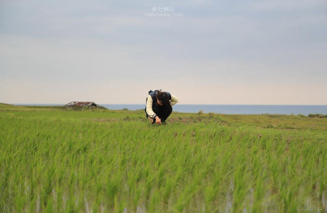 新社梯田-7