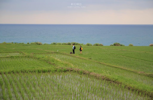 新社梯田-10