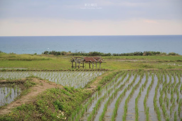 新社梯田-3